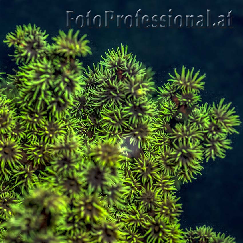 images/slideshow/underwater/25.jpg